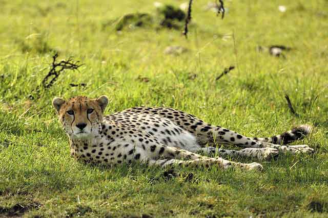 3 Days Safari to Serengeti and Ngorongoro Crater