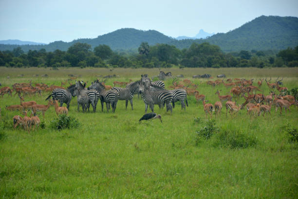 5 Days Safari Tarangire Ndutu and Ngorongoro Crater
