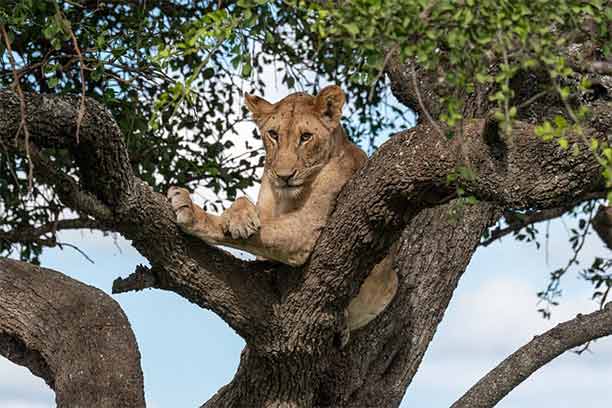 Ngorongoro Crater