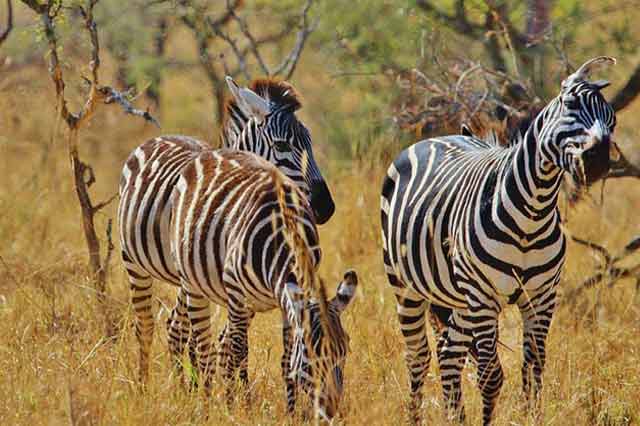 Ngorongoro Crater Wildlife